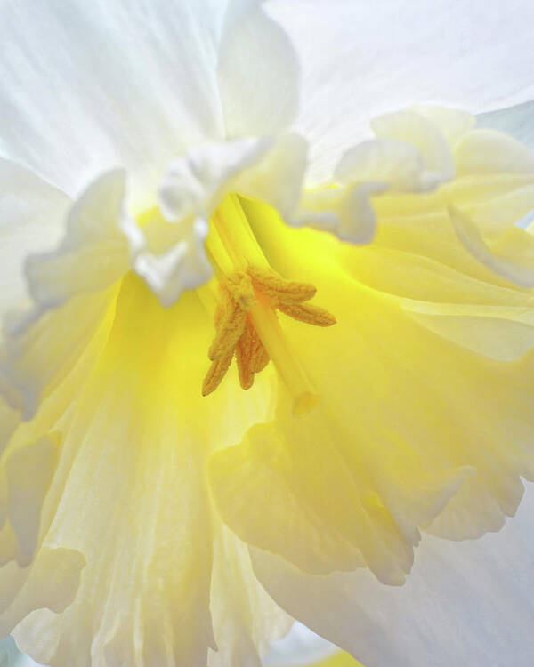 Daffodils Poster featuring the photograph When Daffodils Bloom by Kathi Mirto