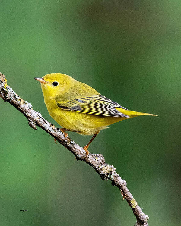 Warbler Poster featuring the photograph Yellow by Michael Webb