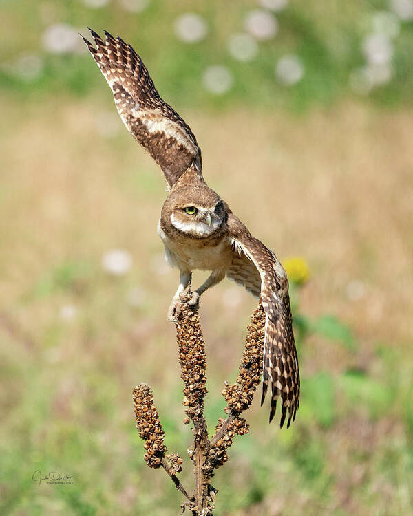 Burrowing Owls Poster featuring the photograph Young Burrowing Owl on Mullein by Judi Dressler