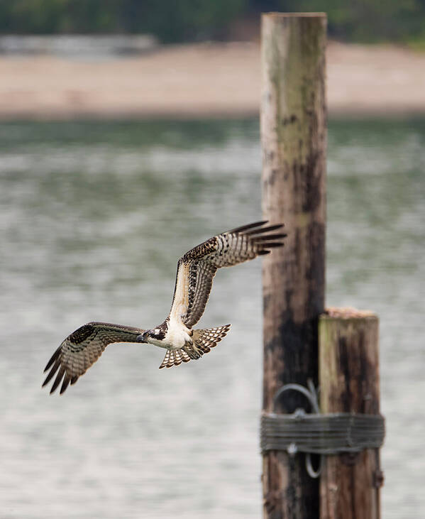 Loree Johnson Photography Poster featuring the photograph Young Osprey in Flight by Loree Johnson
