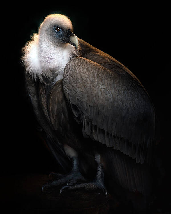 Vulture Poster featuring the photograph Your Most Gracious Highness by Santiago Pascual Buye