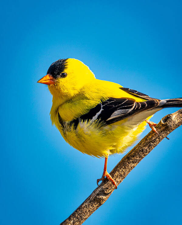 2020-05-30 Poster featuring the photograph American Goldfinch #2 by Phil And Karen Rispin