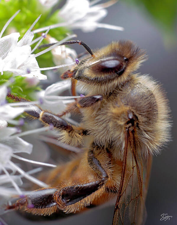 Bee Poster featuring the photograph Bee 1 #1 by Endre Balogh