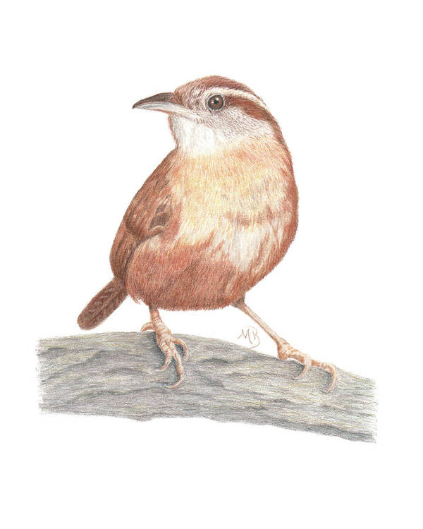 Birds Poster featuring the drawing Carolina Wren by Monica Burnette