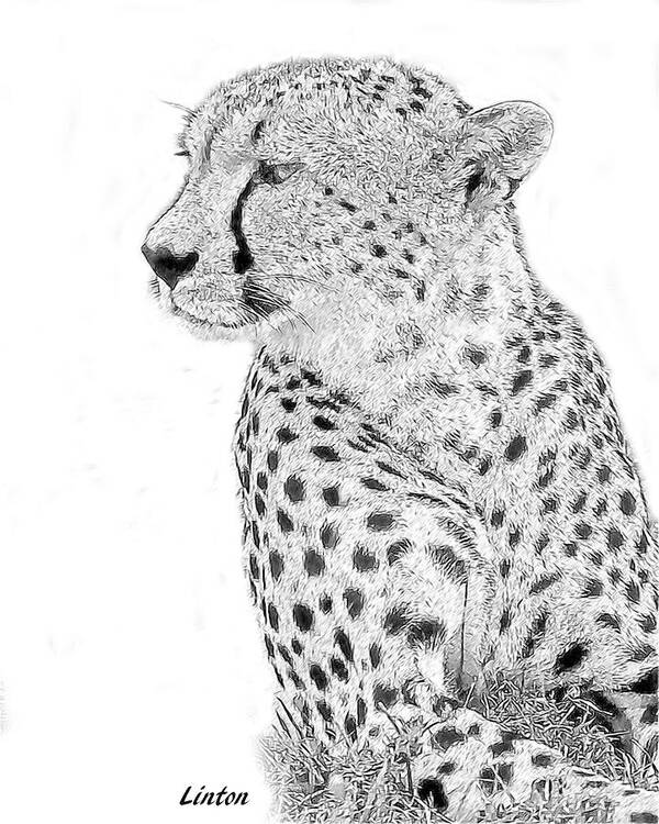 African Wildlife Sketches Poster featuring the digital art Cheetah 6 #1 by Larry Linton