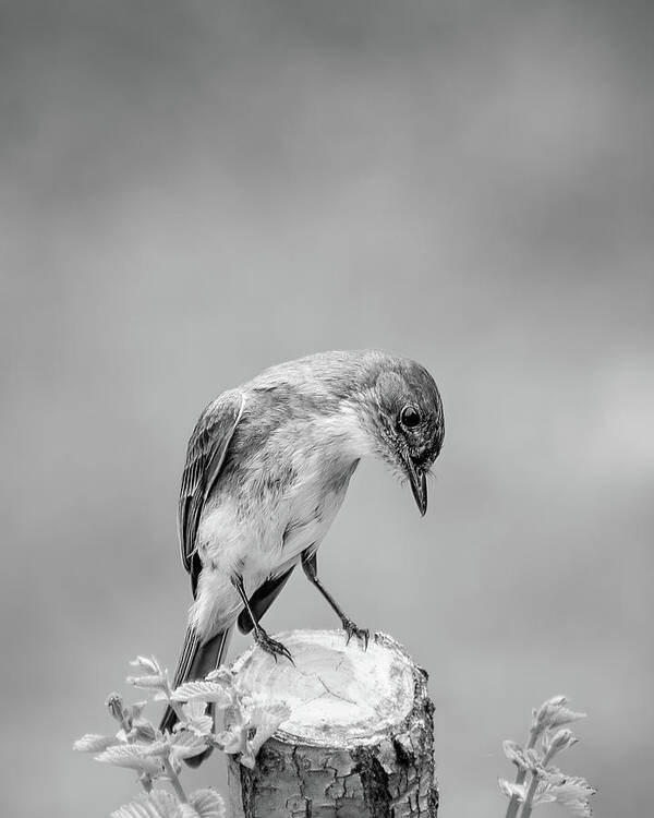  Poster featuring the photograph Eastern Phoebe #1 by Bob Orsillo