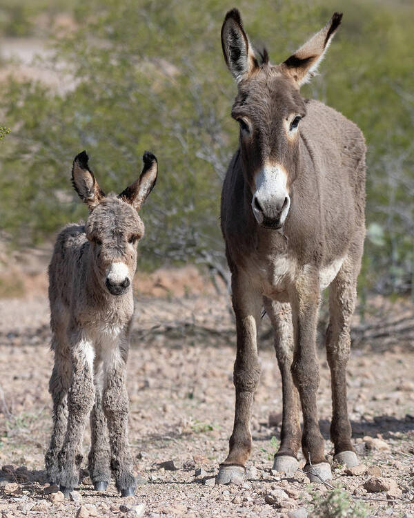 Wild Burros Poster featuring the photograph Like Mom by Mary Hone
