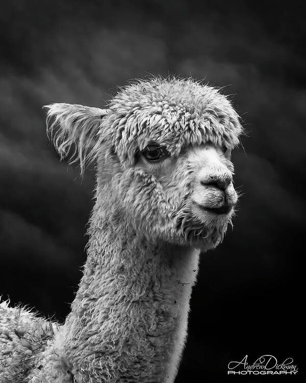 Llama Poster featuring the photograph Llama #1 by Andrew Dickman