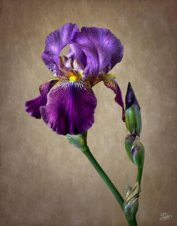 Iris Poster featuring the photograph Purple iris #1 by Endre Balogh