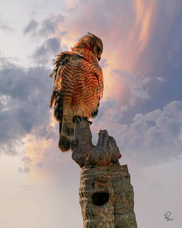 Red Shouldered Hawk Poster featuring the photograph Red Shouldered Hawk #1 by Robert Harris