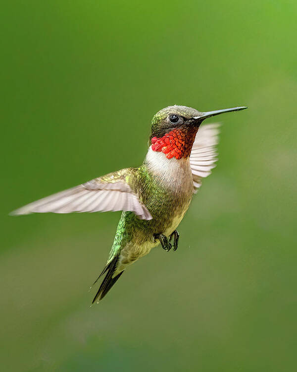Hummingbird Poster featuring the photograph Ruby #1 by James Overesch