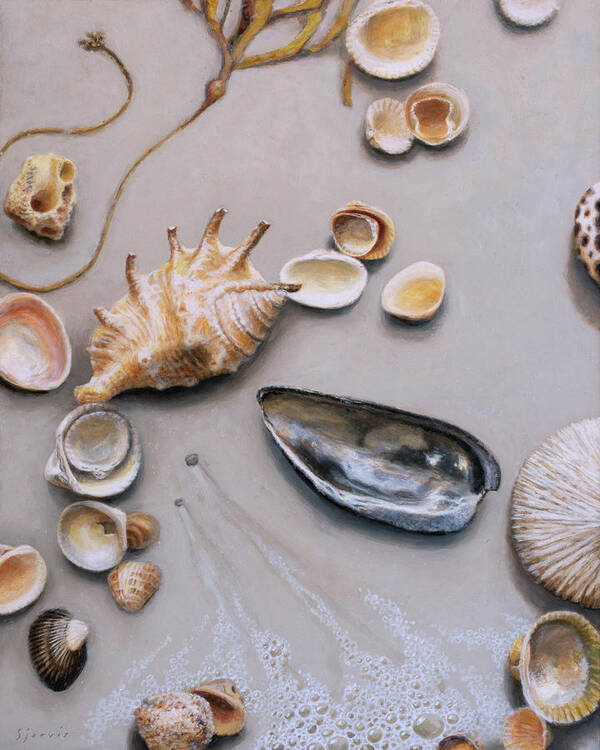 Sea Shell Poster featuring the painting Scattered Shells #1 by Susan N Jarvis