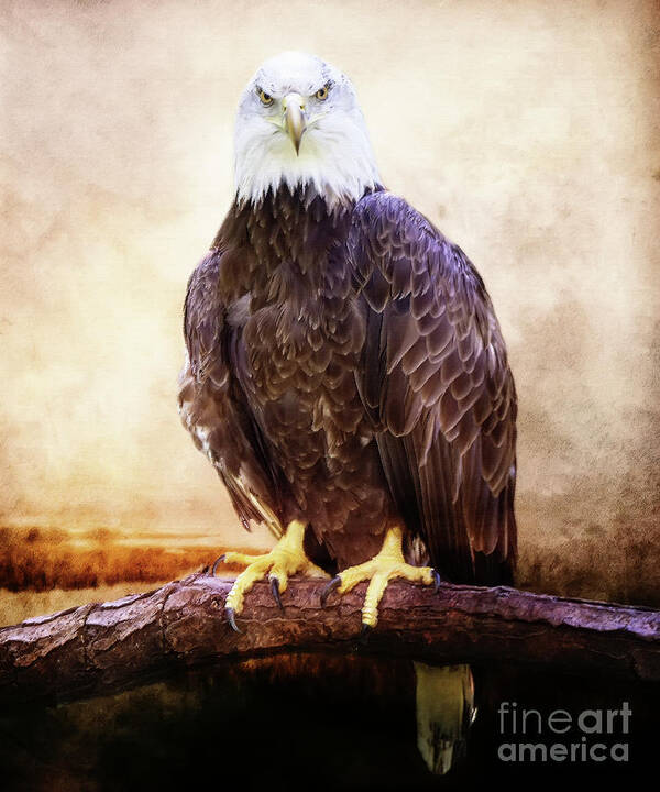 Bald Eagle Poster featuring the photograph Stare Down #1 by Ed Taylor