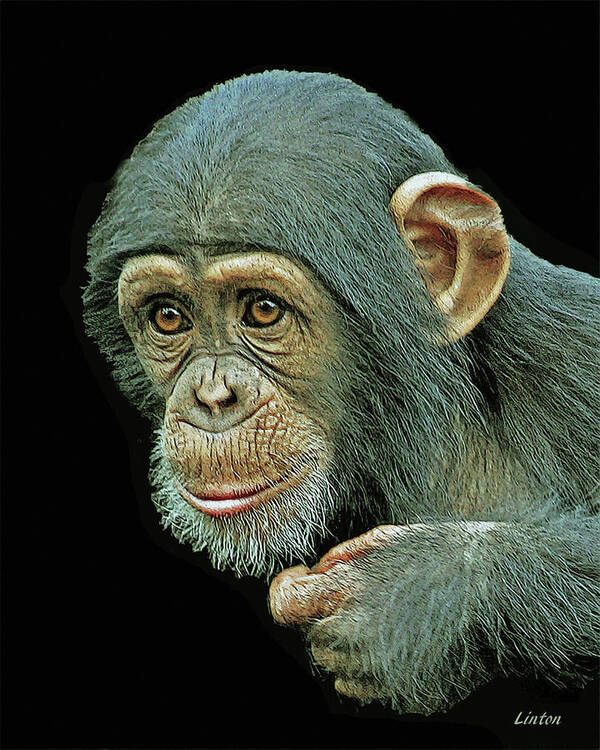 Chimpanzee Poster featuring the digital art Young Chimpanzee #1 by Larry Linton