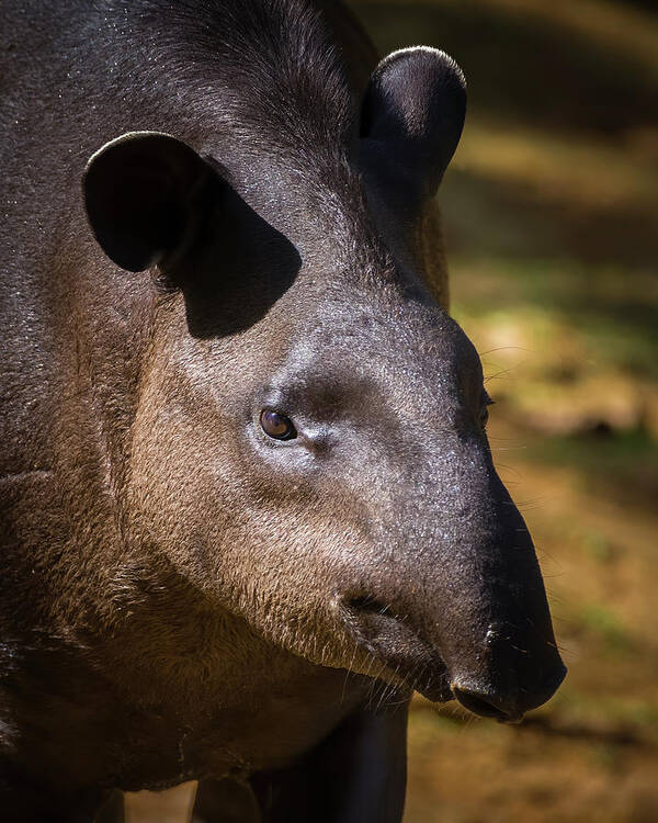 Colombia Poster featuring the photograph South American Tapir CEA Mocoa Putumayo Colombia #2 by Adam Rainoff