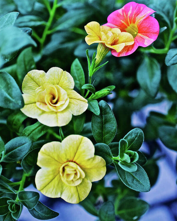 Summer Flowers Poster featuring the photograph 2021 Double Amber and Tropical Sunrise Calibrachoa by Janis Senungetuk