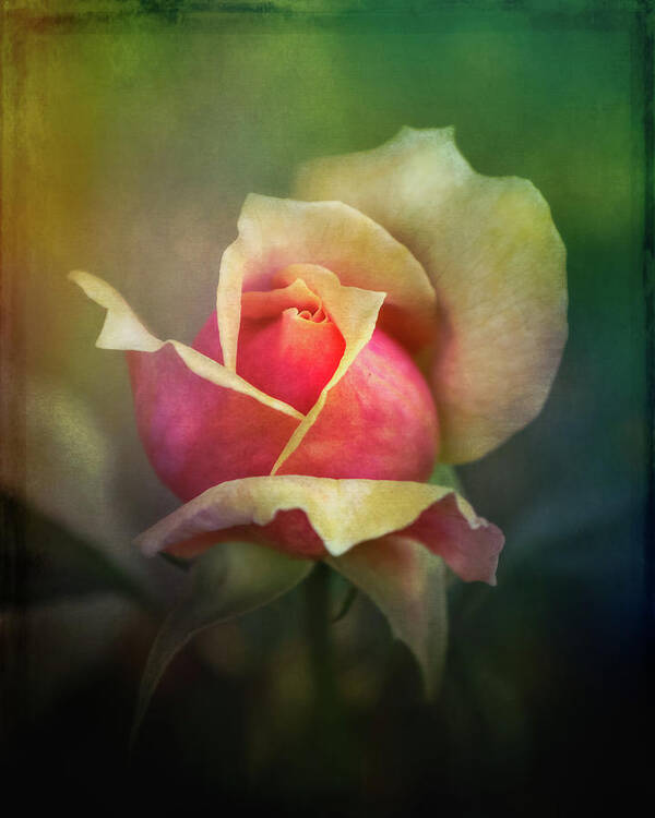 Abstract Poster featuring the photograph Beautiful Rose #3 by Sue Leonard