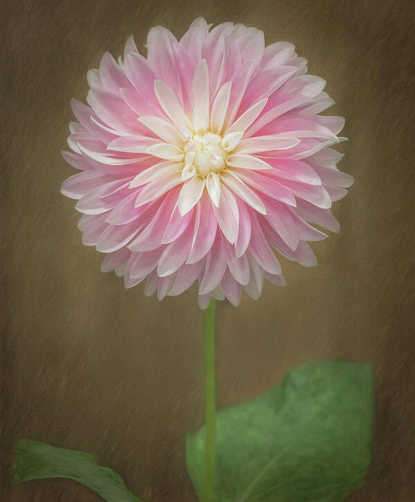 Pink Poster featuring the photograph A Dainty Dahlia by Sylvia Goldkranz