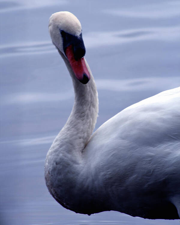 Bird Poster featuring the photograph A Swan by Jim Feldman