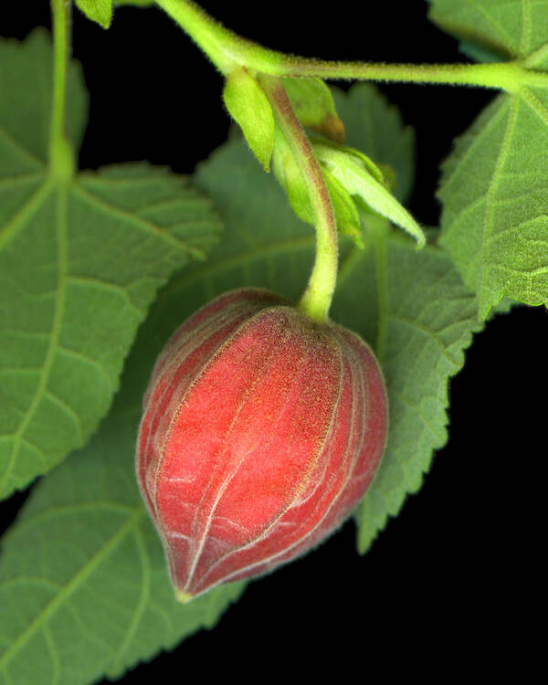 Abutilon Poster featuring the photograph Abutilon Fuzz by Marsha Tudor