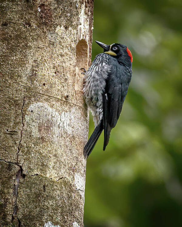 Colombia Poster featuring the photograph Acorn Woodpecker Otun Quimbaya Pereira Colombia by Adam Rainoff