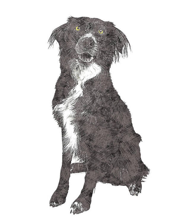 Border Collie Poster featuring the painting Actually so cute, Border Collie by Custom Pet Portrait Art Studio