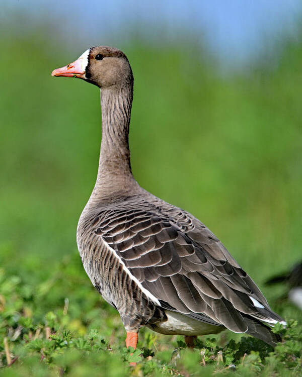  Greater White-fronted Goose Poster featuring the photograph Anser albifrons aka white-fronted goose portrait by Amazing Action Photo Video