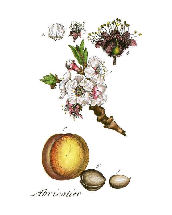 Apricot Poster featuring the digital art Apricot by Madame Memento