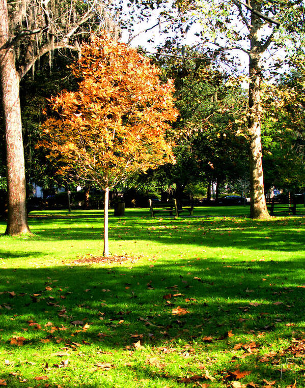 Forsyth Park Poster featuring the photograph Autumn in the Park II by Theresa Fairchild