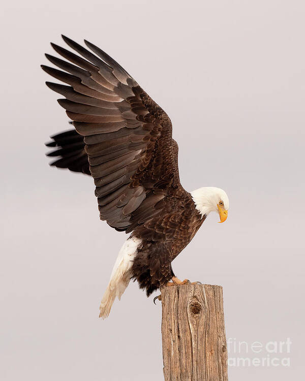 Bird Poster featuring the photograph Bald Eagle by Dennis Hammer