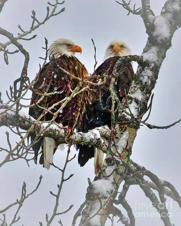 Eagle Poster featuring the photograph Bald Eagle Pair by Thomas Nay