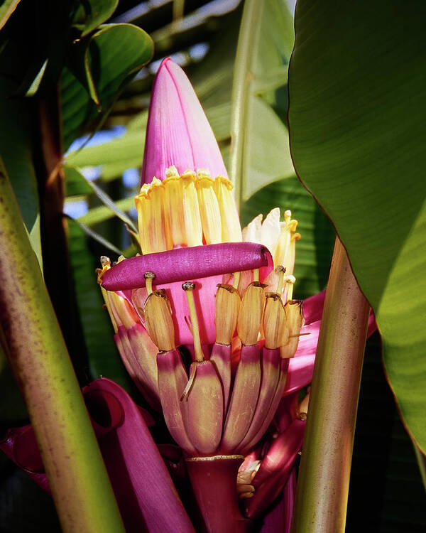 Banana Poster featuring the photograph Banana Bloom by Donald Spencer