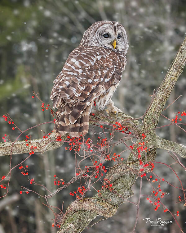 Owl Poster featuring the photograph Barred Owl and Berries by Peg Runyan