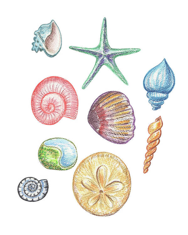 Beach Art Poster featuring the painting Beach Art Watercolor Sea Shells And Stars Art II by Irina Sztukowski