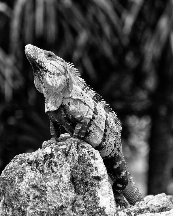 Iguana Poster featuring the photograph Big Lizard in My Backyard by Brad Barton