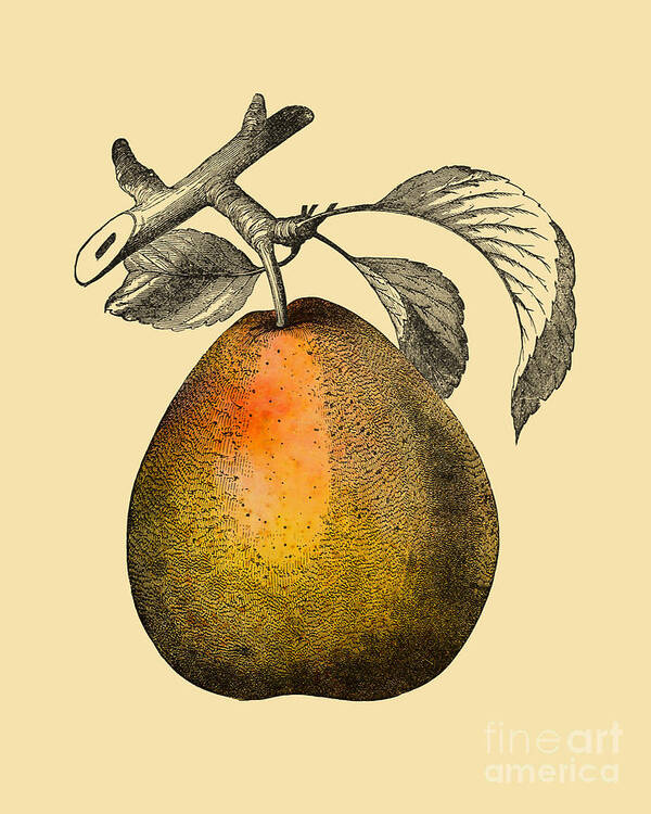 Pear Poster featuring the digital art Big Pear by Madame Memento