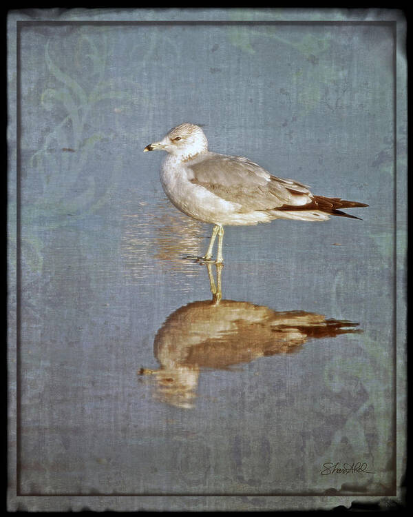 Fine Art Poster featuring the photograph Bird Reflection by Shara Abel