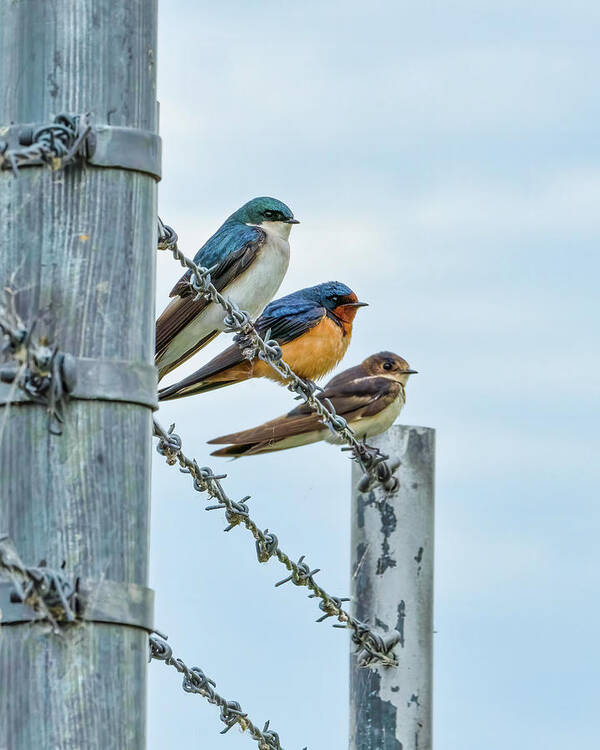 Swallow Poster featuring the photograph Birds of a Feather by Brad Bellisle