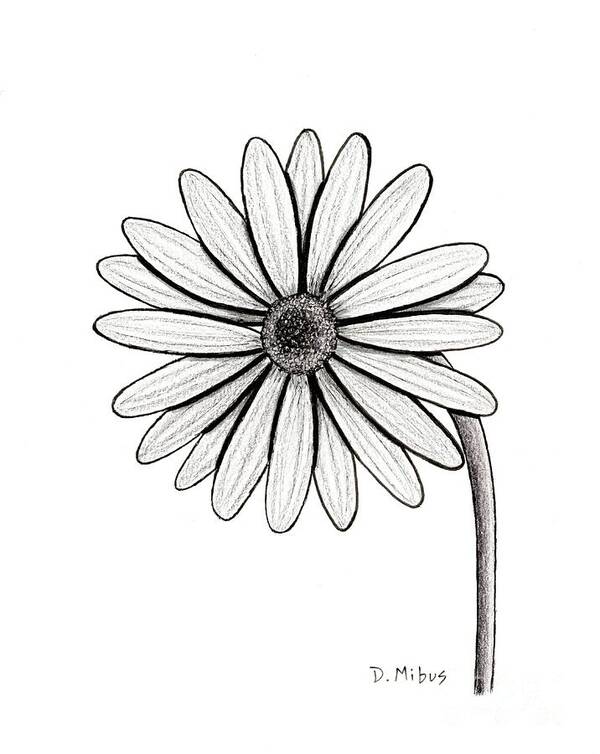 Marguerite Daisy Poster featuring the drawing Black and White Marguerite Daisy by Donna Mibus