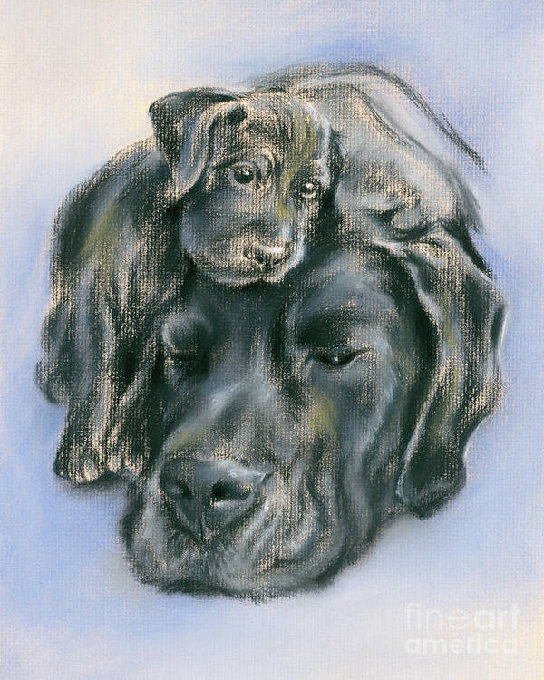Animal Poster featuring the drawing Black Labrador Retriever Puppy and Parent by MM Anderson