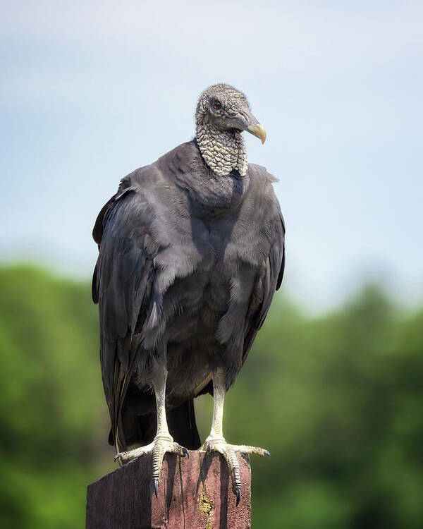 Black Vulture Poster featuring the photograph Black Vulture by Susan Rissi Tregoning