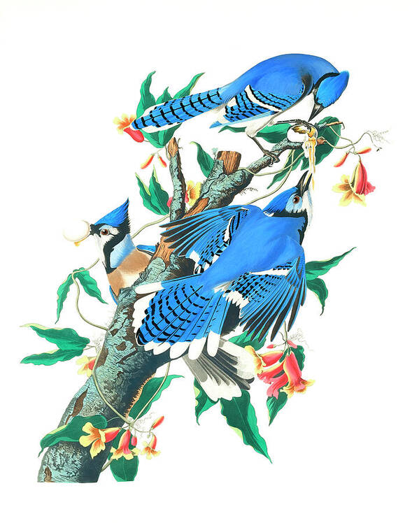 Blue Jay Poster featuring the drawing Blue Jay by John James Audubon by Mango Art