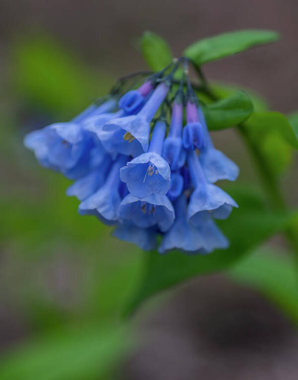 Flower Poster featuring the photograph Bluebells in the Spring by Regina Muscarella