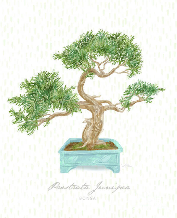 Bonsai Poster featuring the mixed media Bonsai Trees - Prostrata Juniper by Shari Warren