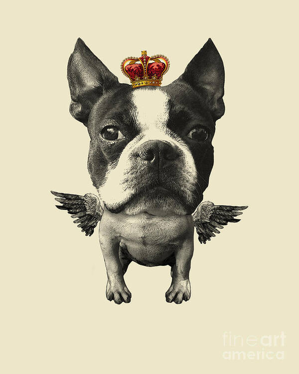 Dog Breed Poster featuring the digital art Boston Terrier, The King by Madame Memento