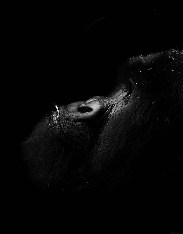 Great Apes Poster featuring the photograph Bukima, Silverback Gorilla by Cameron Anderson