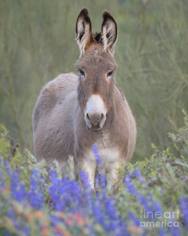 Burro Poster featuring the photograph Burro In Lupine by Lisa Manifold
