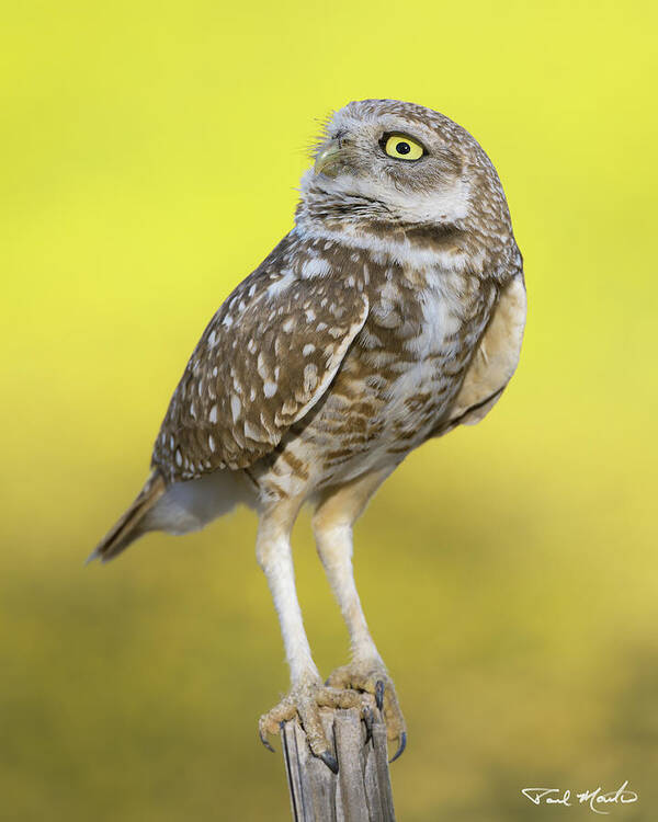 Sonoran Desert Poster featuring the photograph Burrowing Owl. by Paul Martin