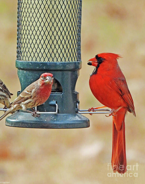 Nature Poster featuring the photograph Cardinal And House Finch 85 by Lizi Beard-Ward