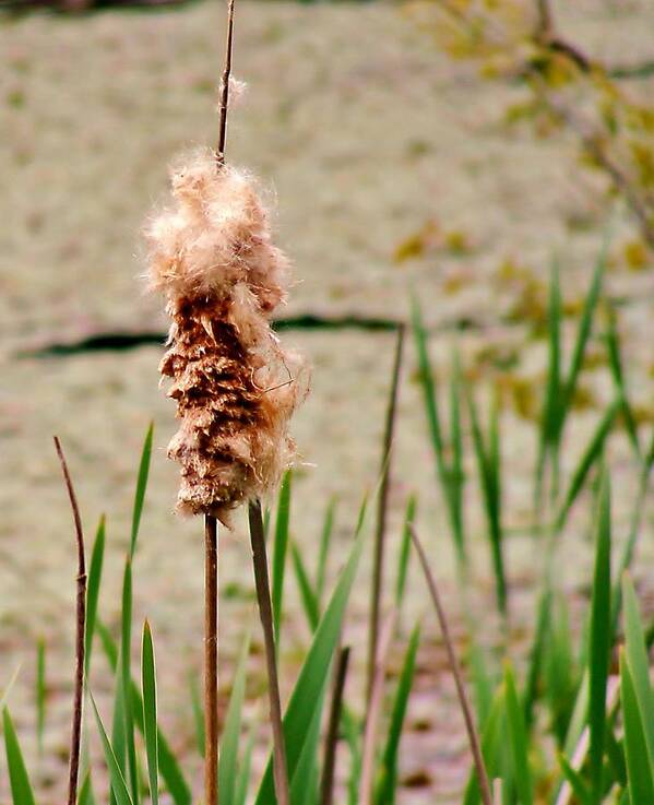 Cats Tail Weed Poster featuring the photograph Cats tail Weed by Stacie Siemsen